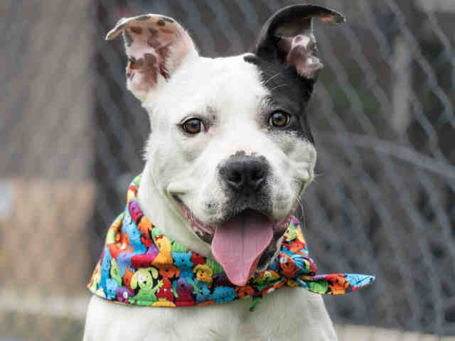 Pit Bull