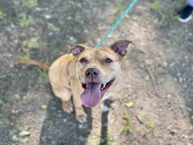 Pit Bull