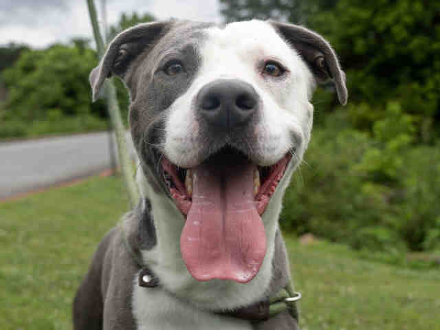 Pit Bull