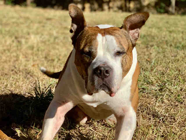 Pit Bull