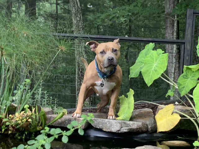 Pit Bull