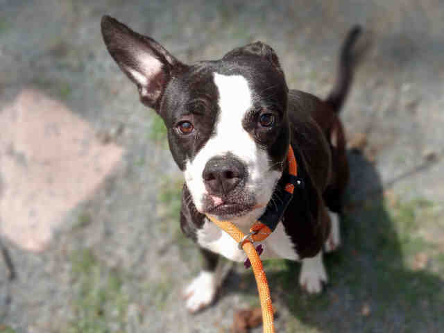 Boxer