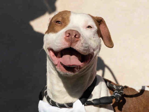 BOSCOE