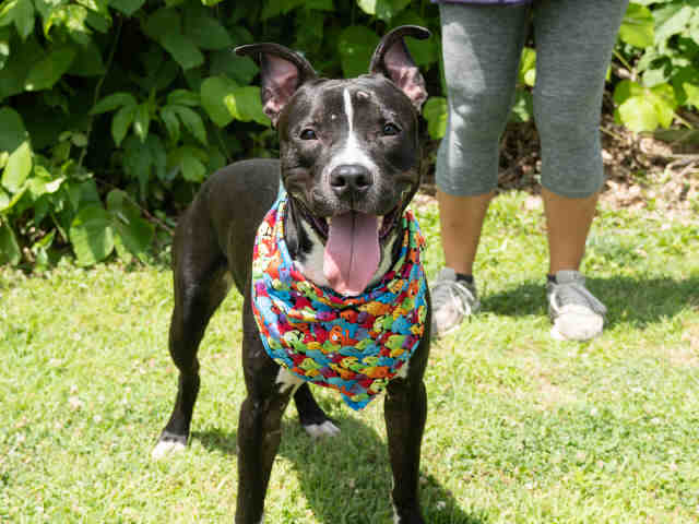 Pit Bull