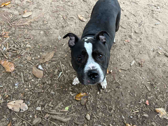 Pit Bull