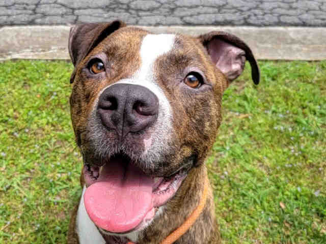 Pit Bull