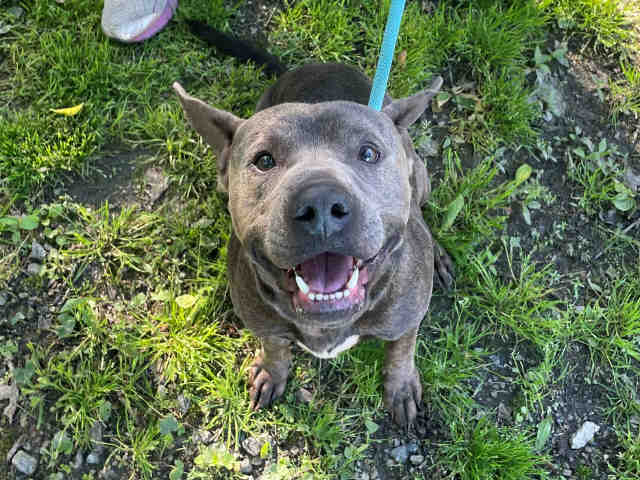 Pit Bull