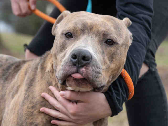 Pit Bull