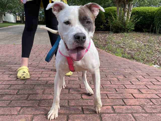 Pit Bull