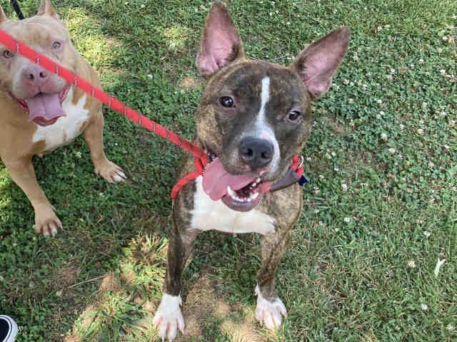 Pit Bull