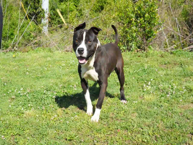 Pit Bull