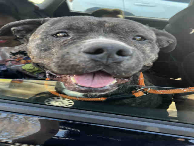 Pit Bull