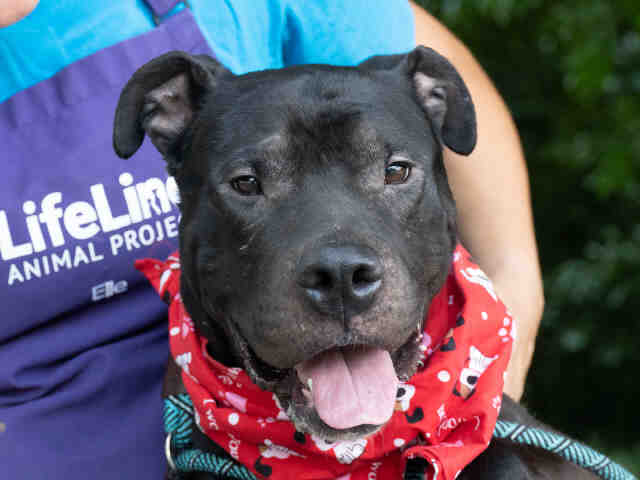 Pit Bull