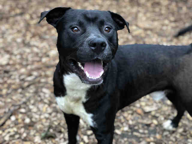 Pit Bull