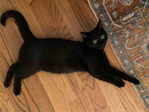 THING 1, Young Domestic Short Hair (medium coat), cat for adoption in Marietta, Georgia