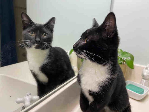 THING 2, Young Domestic Short Hair (medium coat), cat for adoption in Marietta, Georgia