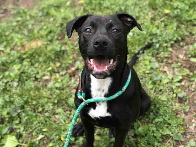 Pit Bull