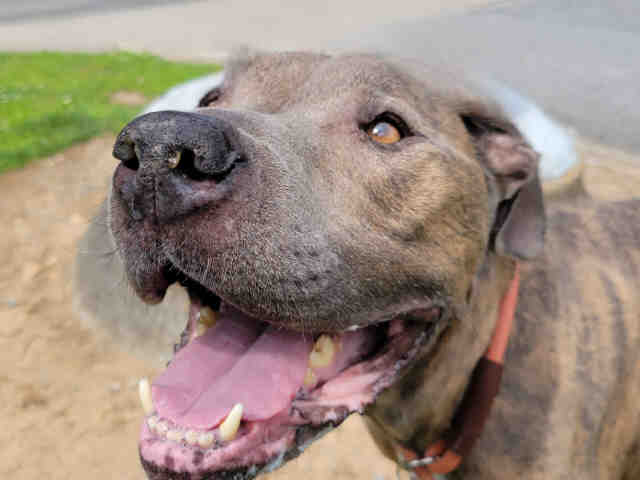 Pit Bull