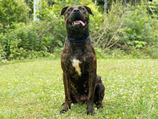 Pit Bull