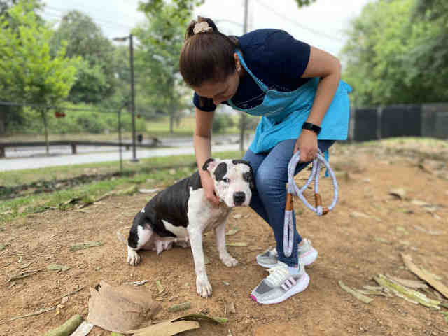 Pit Bull