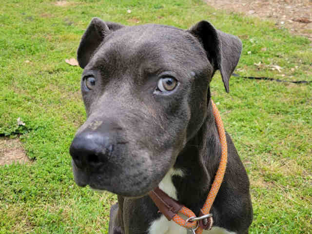 Pit Bull