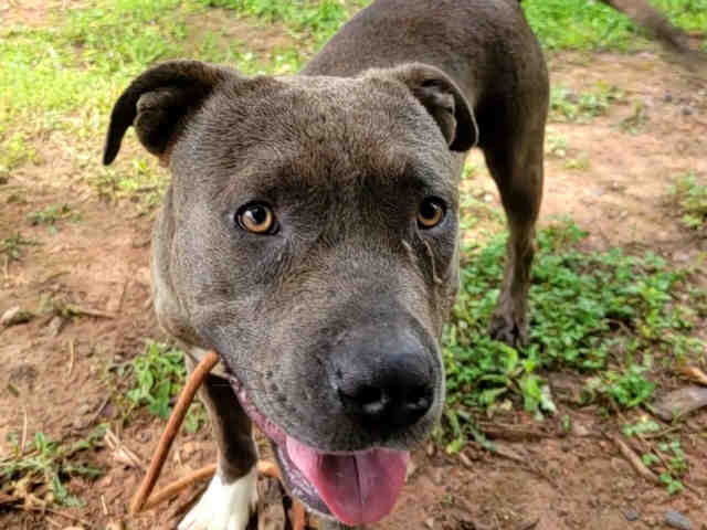 Pit Bull