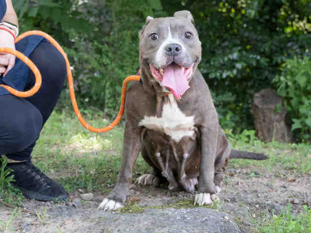 Pit Bull