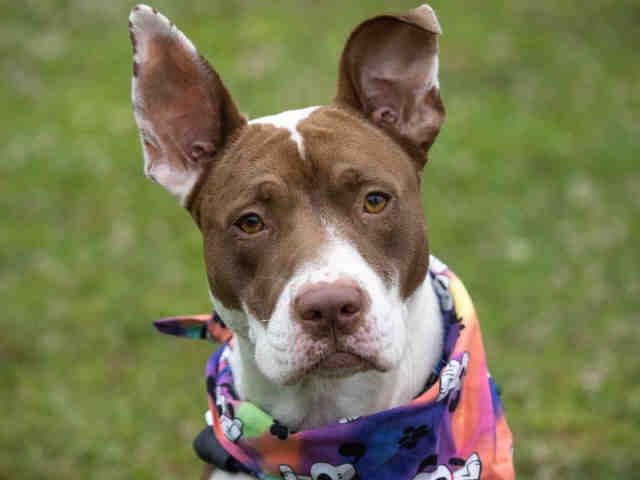 Pit Bull