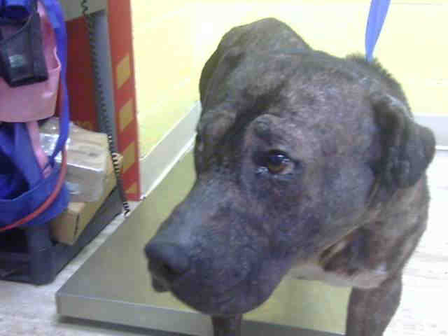 Pit Bull