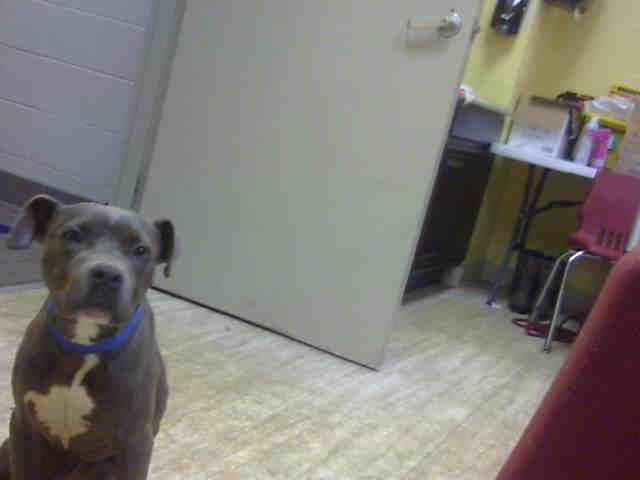 Pit Bull