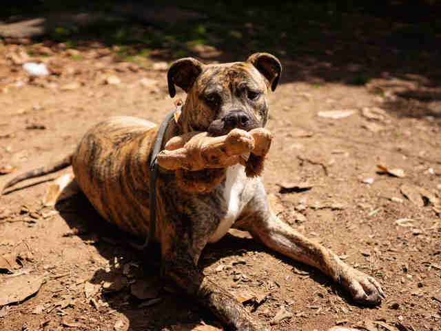 Pit Bull