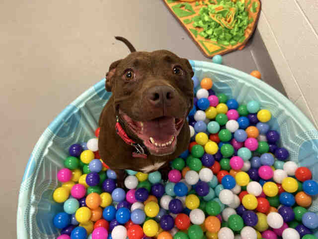 Pit Bull