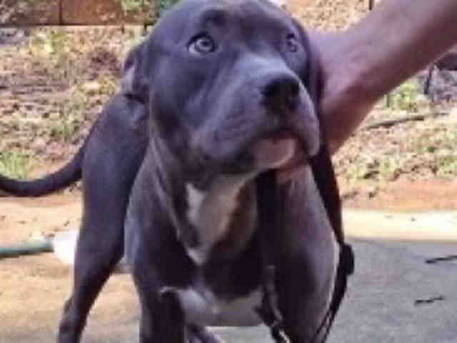 Pit Bull