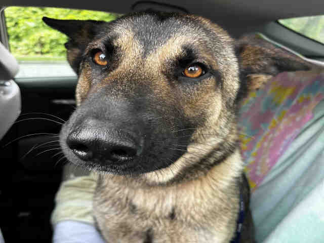 German Shepherd