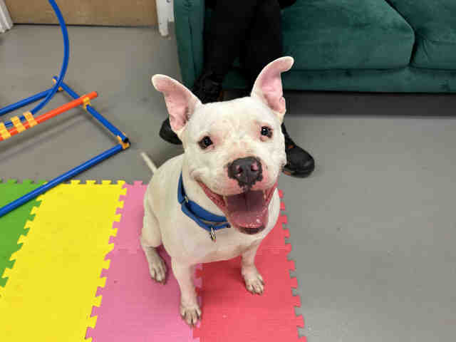 Pit Bull