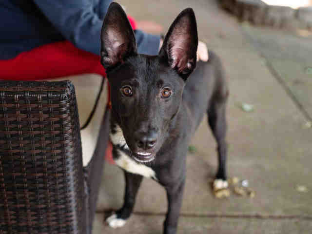 German Shepherd