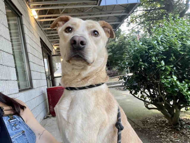 Labrador Retriever