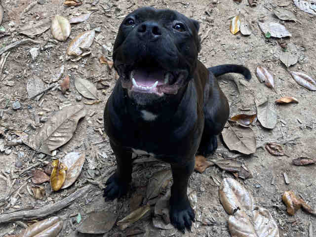 Pit Bull