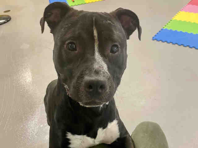 Pit Bull