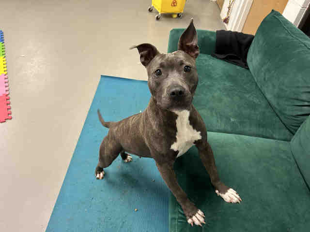 Pit Bull