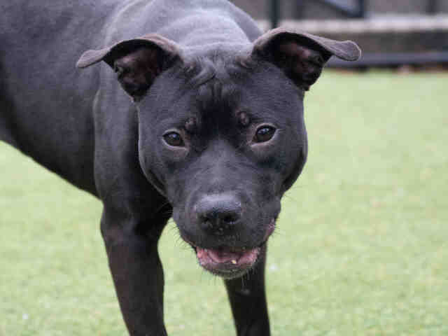 Pit Bull