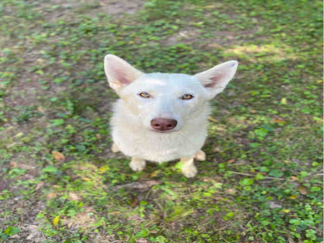 Siberian Husky