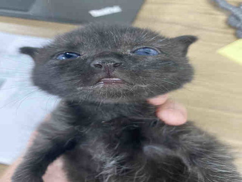 TEENY LUIGI, Adult Domestic Short Hair (medium coat), cat for adoption in Marietta, Georgia