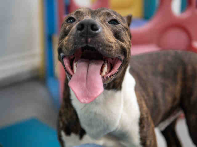 Pit Bull