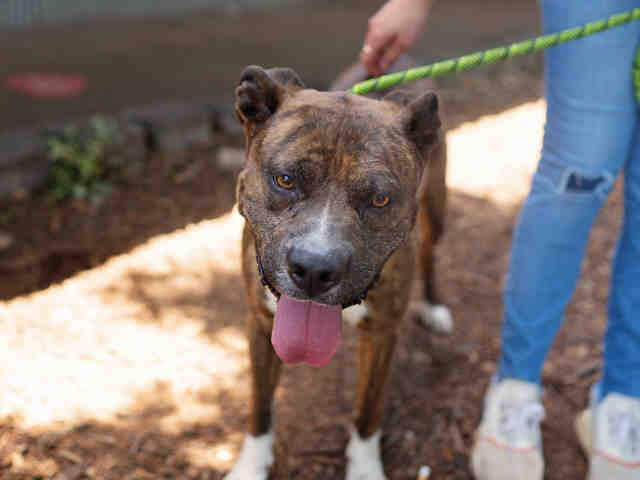 Pit Bull