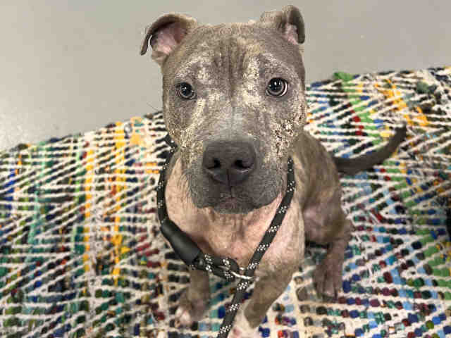 Pit Bull