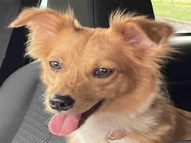 Chihuahua
