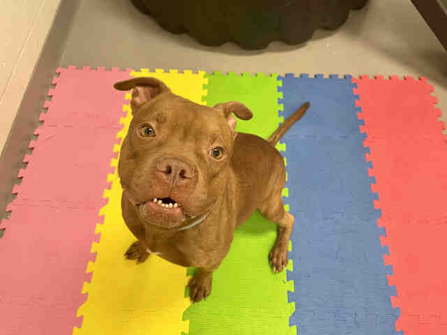 Pit Bull