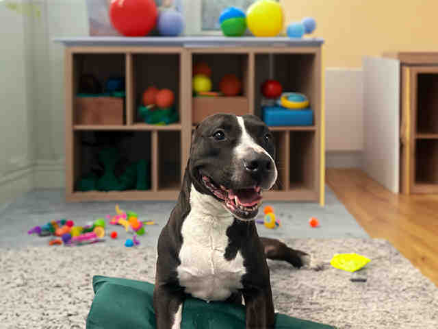 Pit Bull