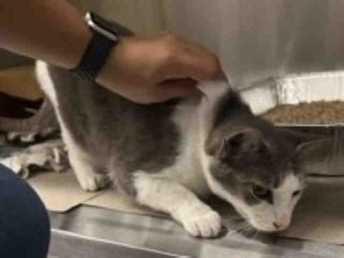 INDIA, Adult Domestic Short Hair (medium coat), cat for adoption in Marietta, Georgia